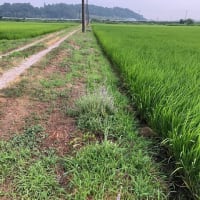 出穂はじまる