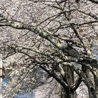 おぉ寒い　お山は雪🗻　櫻は🌸