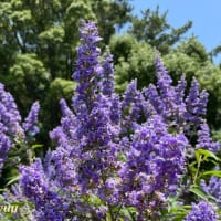 「八幡山の洋館」花壇では「チェストベリー」が紫色の花穂を！！