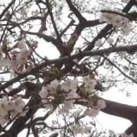 高知城の桜等です