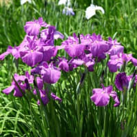 ２０２５．５．２８　堀切菖蒲園