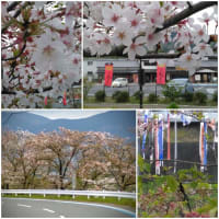 真田丸の九度山町の桜は、意外に残っていました