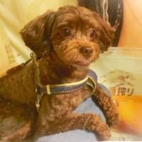焼肉ランチからのお散歩