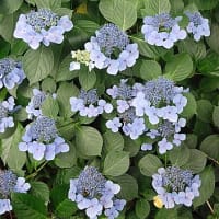 25 紫陽花