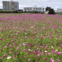 コスモスと桜と