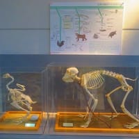 JT 生命誌研究館にて（1）