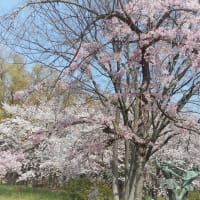 ～絵になる桜の風景～令和四年・桜便り（1）