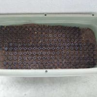 プランター菜園、ちょこっと収穫・・・・・。(^^ゞ
