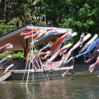 今日は「こどもの日」桃山公園で 鯉のぼりが泳いでいました🎏