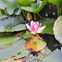 暑いときには十勝ヒルズ？