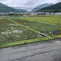 ★蓮の花。