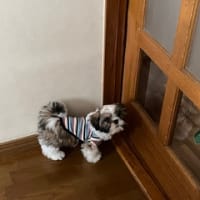 見えるけど。