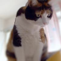 タワーのてっぺんにて。ユッケちゃん　(=^^=)