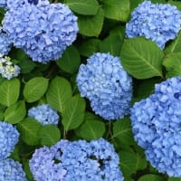 🧹🐍❻　    パラソルの花・・・　ランチの睡魔　　映画『ソルト』　　超高級酢のオンザロック　　大川隆法『経営入門』の深い味わい