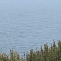 クジラ🐳