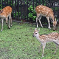 特別展「超国宝」（奈良国立博物館）に行ってきました！ 会期は6月15日（日）まで（2025 Topic）