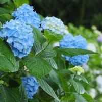 紫陽花