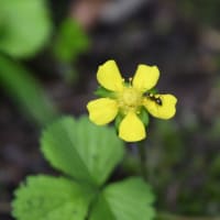 アリとヘビイチゴの花