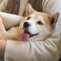  チップの訃報