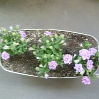 6月に入りました