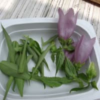 山菜冷やし中華