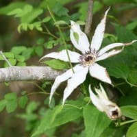 カザグルマの花