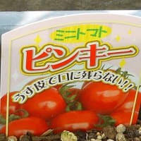 あ～月下美人の花が見てみたい②　あ～残念！