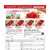 さくらんぼ、今年の作柄は心配です