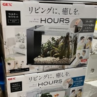 アワーズ各色入荷しました⭐️