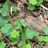 動物の名前の植物 烏柄杓