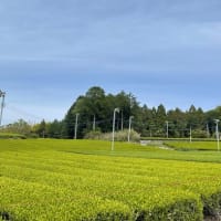 静岡からの新茶だより