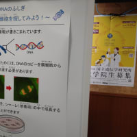 三島遺伝研　DNA 検出