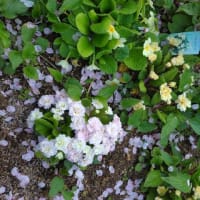 プリムラ＆鉢花を庭植えに
