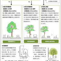 もうすぐ策定される街路樹管理計画。本数は減らし、緑の総量は増やすという考えに賛同します♪