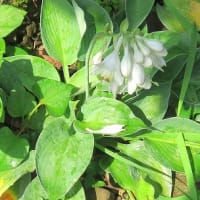 「擬宝珠の花」です、２種目類の一つ。