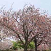 今年の桜