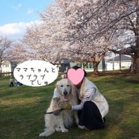 満開桜とニコちゃん♪