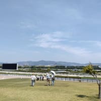サロンウォークは仁川競馬場へ