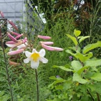 どくだみ花盛り