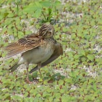 コサギの捕食