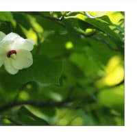 オオヤマレンゲ　光を通す花びら