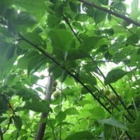 七折梅園にて