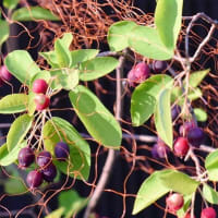 鉢植えの果樹「ジューンベリー」　（２）果実の収獲