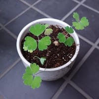 期せずして