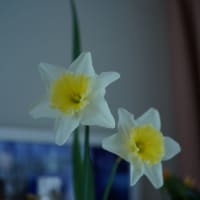 ●我が家の３月の花（14）　春咲きの大輪の水仙が開花　ミニスイセン・テータテート