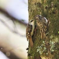 今月の鳥-20250530