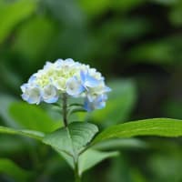 合歓の花（ねむのはな）