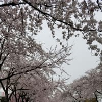 また桜