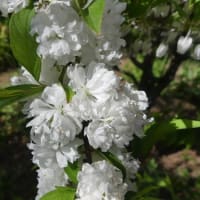 水戸で4月に見た白い木の花(2)