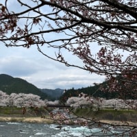 街は桜終わり葉桜になりました